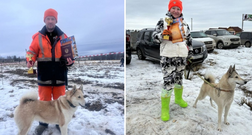 В Вологодской области 132 четвероногих соревновались за звание лучшей охотничьей собаки