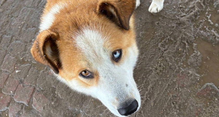 В Вологде домашняя собака покусала двухлетнего ребенка