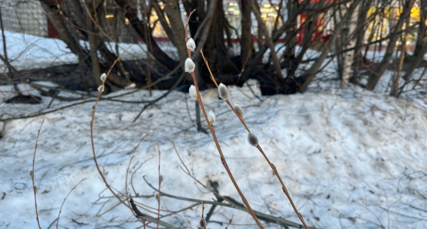 Синоптики предупреждают о метели и гололедице в Вологодской области