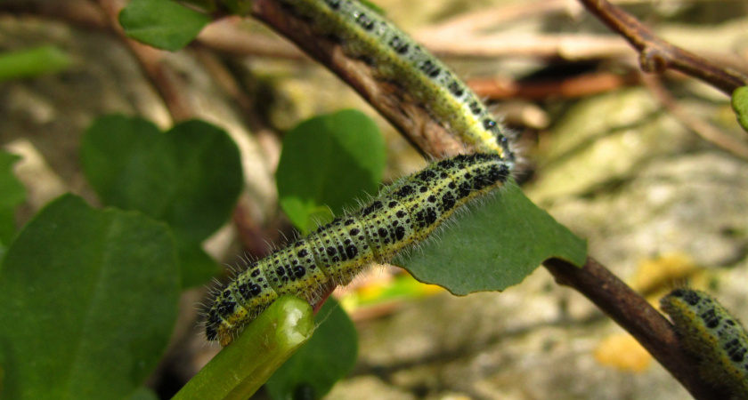 Берем пустой тюбик от зубной пасты – и спасаем урожай от вредителей: главный помощник всех садоводов