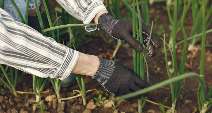 2 ложки в воду — и луковицы размером с арбуз: перья не пожелтеют и не отсохнут