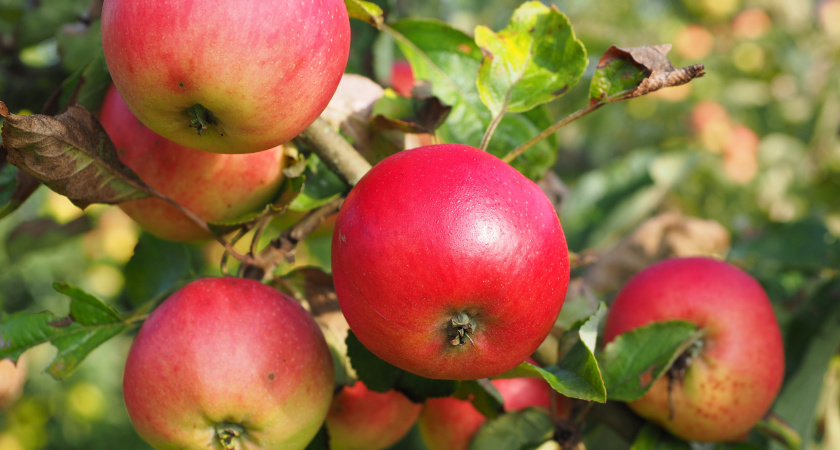Лучше бархатцев: сажаем под яблоней 3 небольших кустика — муравьи с тлей все лето обходят дерево стороной