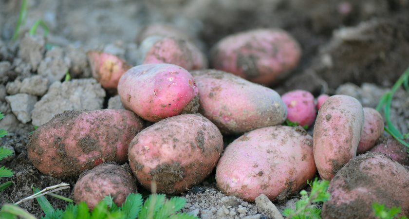 Посадил картошку под картоном - урожай собрал такой, что теперь всегда так выращиваю картофель