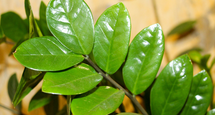 Кладу в горшок — чахлый замиокулькас выпустил сразу 5 веток: на зависть соседке