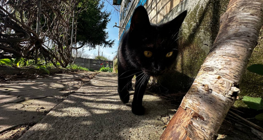 Не травите этими отходами кошек: в Роскачестве назвали самые худшие бренды корма для животных