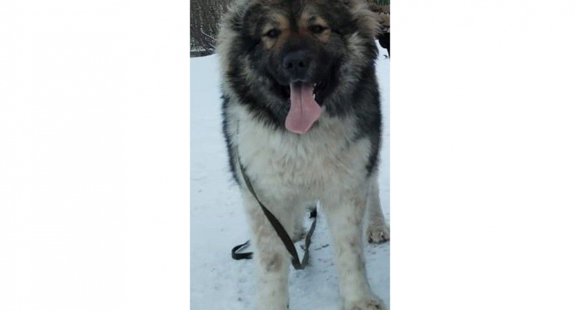 В Вологде у кавказской овчарки родились девять щенков для службы в полиции