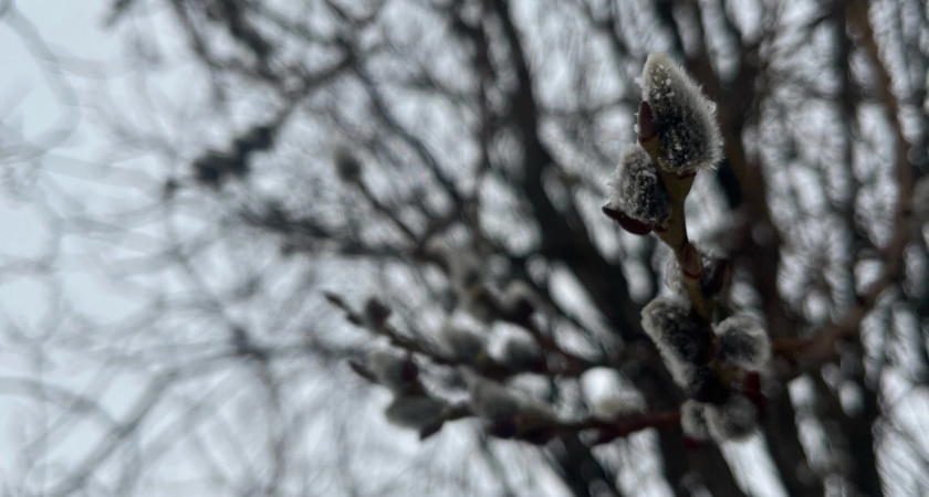 В Вологодской области 23 апреля ожидаются дожди и потепление до +18°C