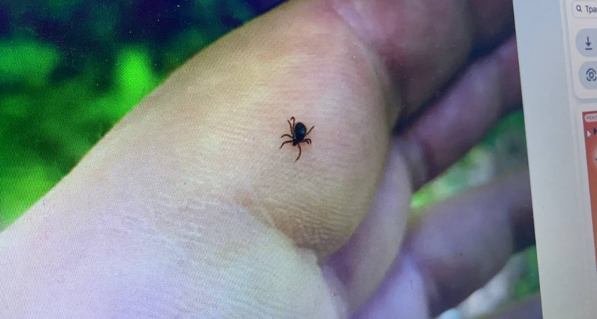 Клещи сбегут за секунды: эти 3 аромата эффективнее магазинных аэрозолей