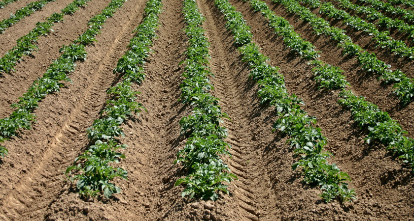 Сажаем картошку в день Бориса и Глеба Сеятелей — и собираем царский урожай: эти приметы — не шутка