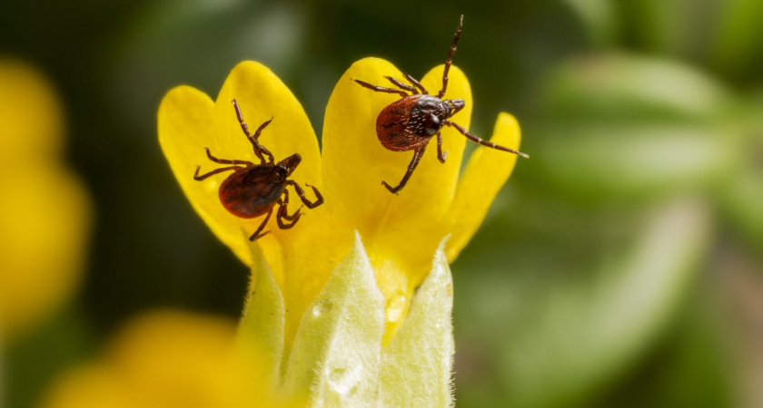 У клещей нет ни шанса - мрут как мухи: названо копеечное средство, которое защищает лучше всех покупных репеллентов