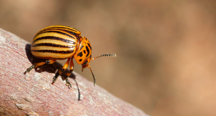 Колорадского жука след простынет: 100 г смешиваем с водой — не останется даже личинок