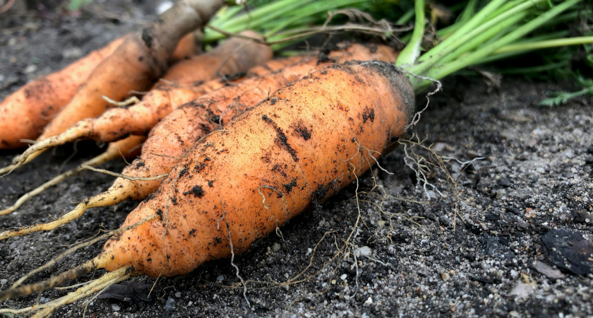 Сею морковь при помощи банки - и бед не знаю: старый проверенный способ