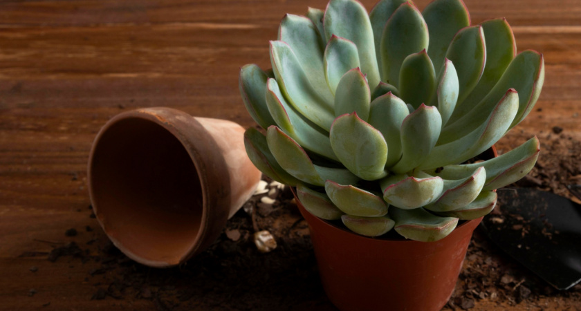 Всего 1 подкормка — и «чахлая» толстянка расцветет как никогда — весной «денежному дереву» крайне необходимо