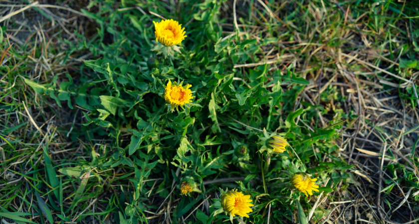 200 мл на ведро — и сорняков в помине нет: решаем назойливую проблему за 10 минут
