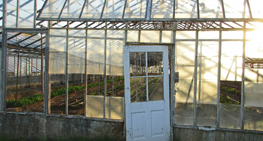 С 1 мая на теплицы будут запрещены: приняли решение для всех россиян, у кого есть дача или участок - новые штрафы