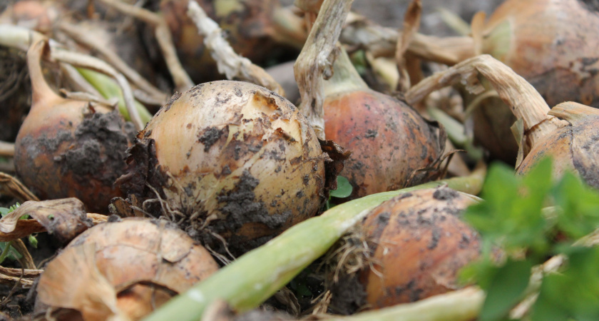 При посадке лука — обязательно: 1 щепотка в лейку — и головки вырастут размером с кулак, а перья не высохнут