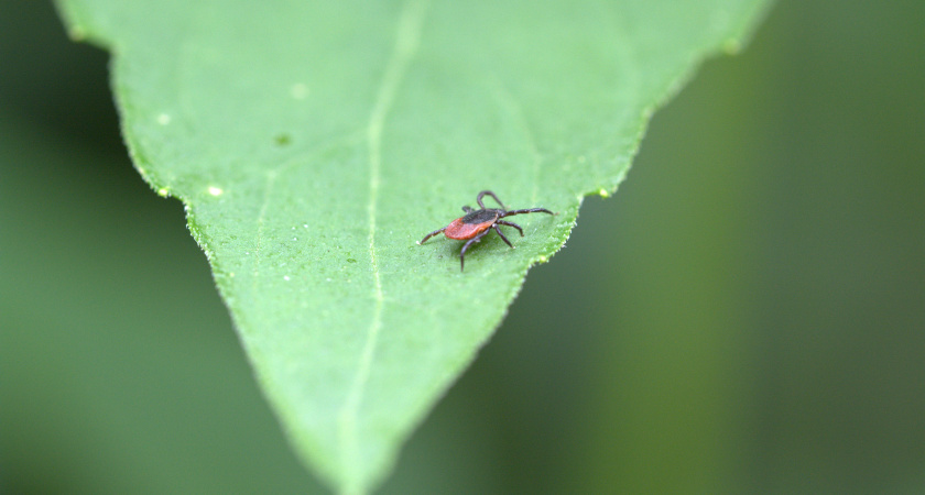 Клещи скукожатся моментально: эти 3 аромата эффективнее магазинных аэрозолей