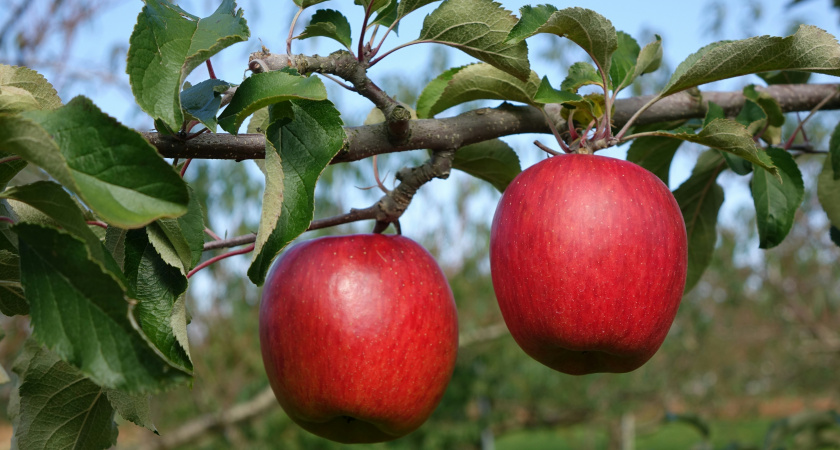 Лучше бархатцев: сажаем под яблоней 3 небольших кустика — муравьи с тлей все лето не подходят и близко