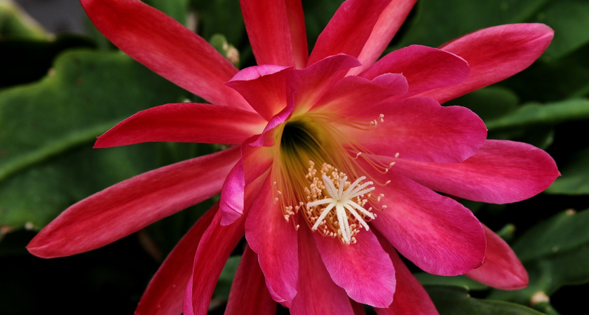 Три простых секрета: оживите ленивую шлюмбергеру и наслаждайтесь водопадом цветов