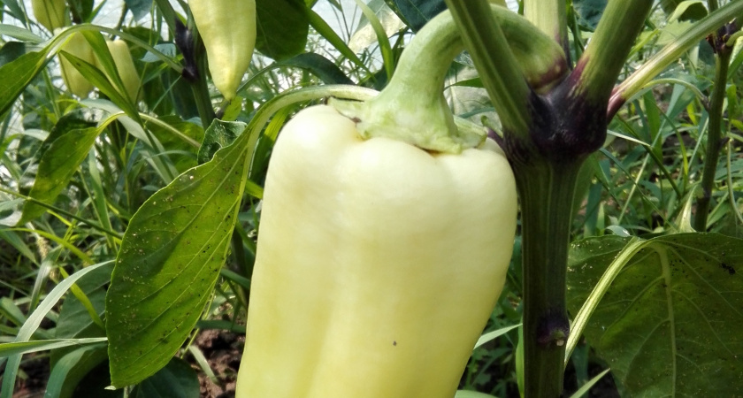 Берем 3 простейших ингредиента – и перец плодоносит до осени: волшебные майские подкормки