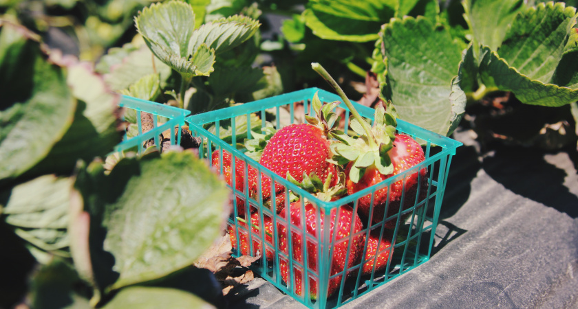 1 г на литр воды — и клубнику собираем ведрами: никакой химии, только копеечное средство