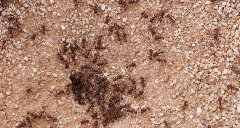 Муравьи бегут в ужасе: сыплем 1/2 пачки — и ваш сад свободен от непрошеных гостей