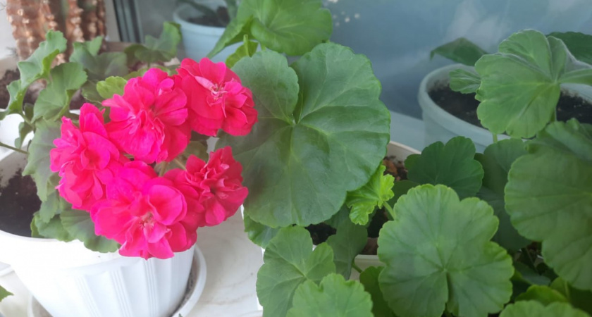 1 капля в воду в июне — и даже "лысая" герань покроется цветочными облаками: цветет круглый год без перерыва