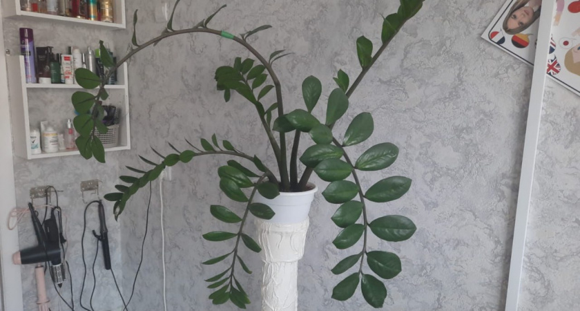 2 шт. в воду — и замиокулькас не унять: выпускает по 3 побега в день, листья прут без остановки — мощный настой