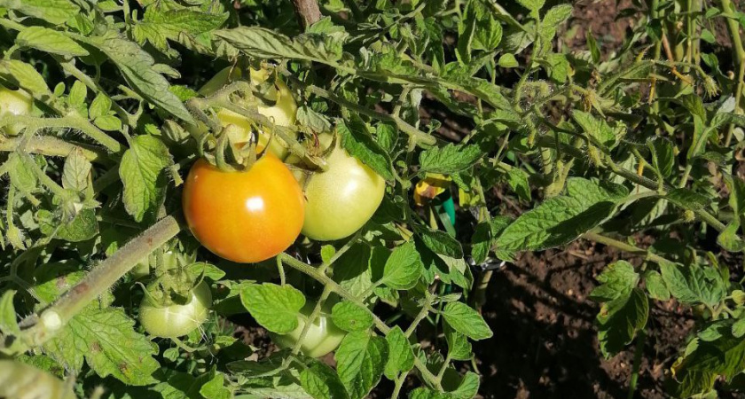 Томаты зацвели — кладу в теплицу всего одну вещь — ни одного пустоцвета, завязей море