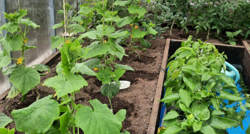 Листья огурцов не желтого, а изумрудного цвета: 1 стакан под корень — и завязей пруд пруди