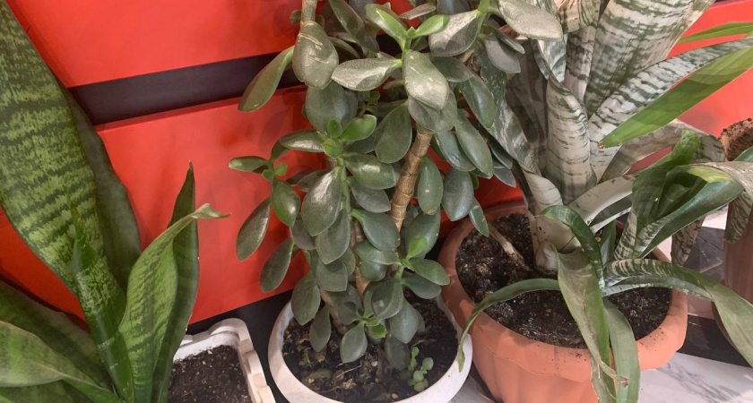 Цветы-вампиры: 10 ядовитых комнатных растений, которые запрещено выращивать дома