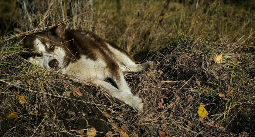 Вологодская область готова к внедрению обязательного чипирования животных