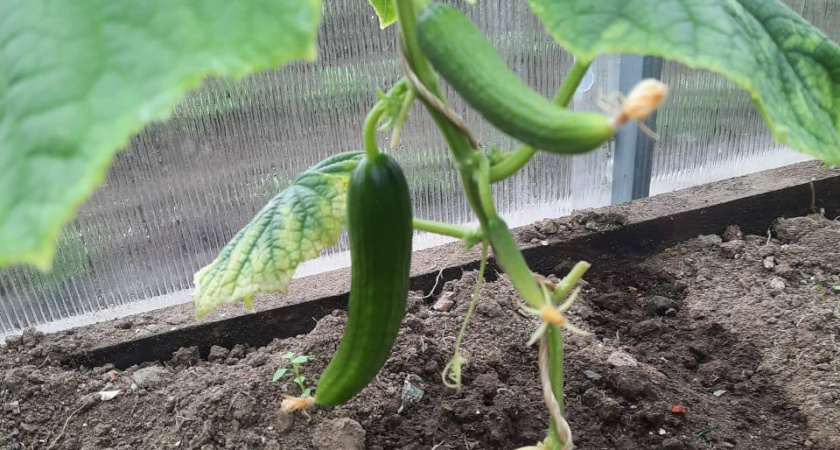 5 лавровых листов – и огурцы плодоносят без остановки: свежие овощи с июня по октябрь