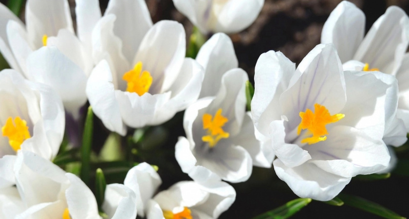 Вологда расцветет к концу июня: 150 тысяч цветов украсят город