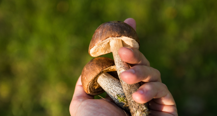 Обязательно ли снимать кожицы со шляпок маслят: запомните это правило раз и навсегда