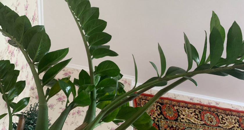 Замиокулькас сходит с ума от подкормки: 3 таблетки в воду — и новые побеги растут как на дрожжах целый год