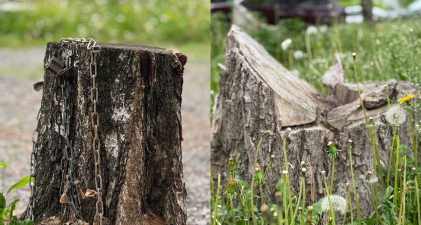 Спецтехника выйдет на борьбу с пнями в Вологодской области 