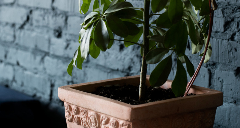 Для объемности фикусу Бенджамина — первым делом: 2 горсти в кастрюлю — и листопада не будет, и листья зеленее