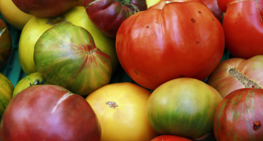 Полив томатов в жаркую погоду и не только: четыре главных принципа. Почему помидоры не усваивают влагу при неправильном поливе