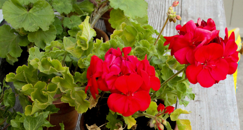 2 ложки в воду — и герань не остановить: цветет нон-стопом целый год, бутоны лезут один за другим