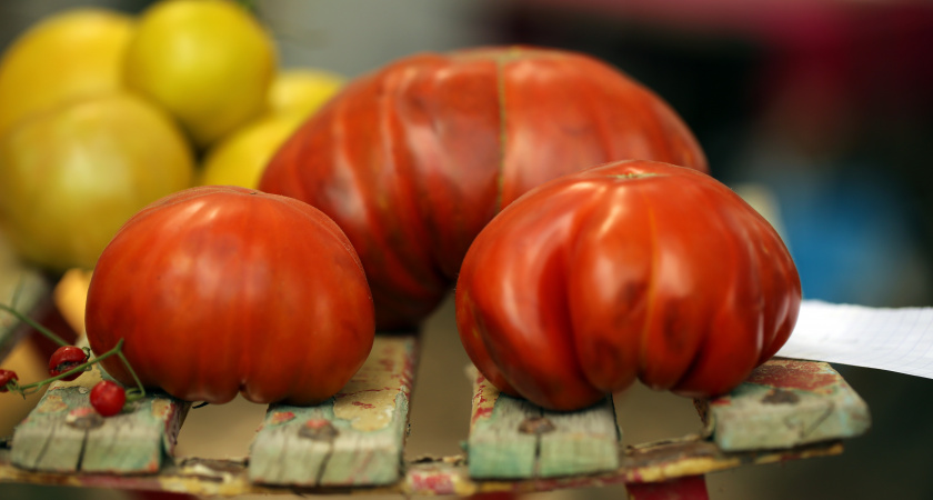 Научили поливать помидоры в жару и не только - 4 принципа. И почему томаты не "пьют", когда их поливают