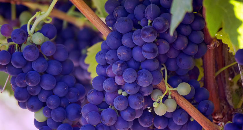 Не подкормка, а допинг для винограда: 5 литров микса под корень — и сладкие плоды крупнее сливы