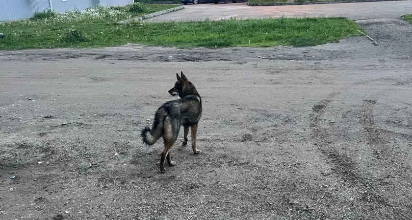 Суд Вологды обязал хозяина собаки выплатить компенсацию за нападение на человека