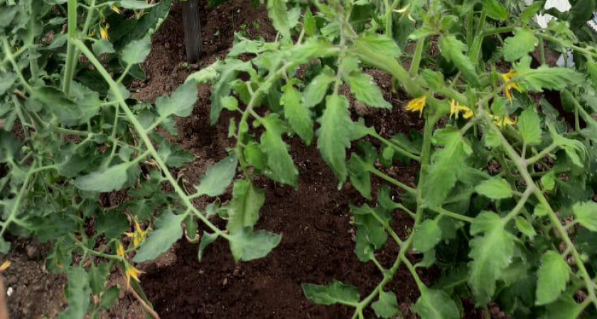 Соседка научила меня поливать помидоры йодом. Теперь завязи появляются хоть в 35-градусную жару, хоть в холод