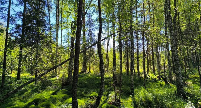 В Вологодской области полиция спасла заблудившихся в лесу грибников