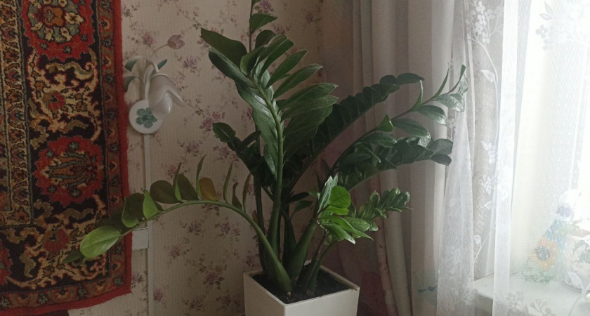 Замиокулькас дуреет с этой подкормки: 3 таблетки в воду — и новые побеги растут как на дрожжах круглый год