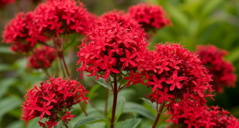 Эффектные многолетники для самых ленивых: цветут богато все лето и не требуют к себе внимания