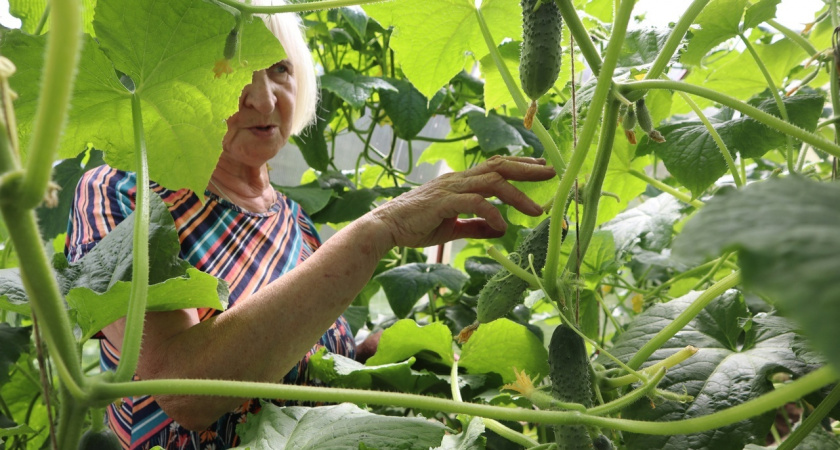 Дедовская подкормка для огурцов всего за 15 минут - урожай по полтора ведра каждые 2 дня с 6 кустов