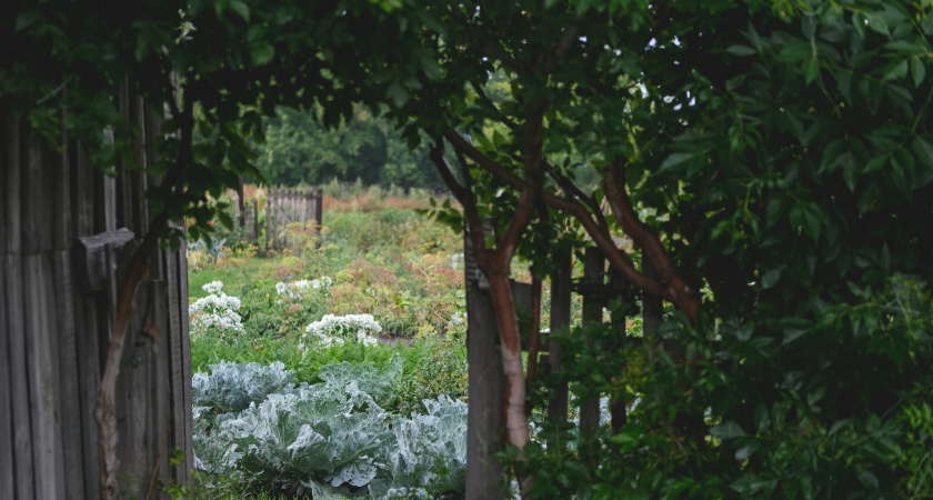 Сыпьте в июле на грядки – урожай утроится без лишних затрат: простая альтернатива навозу, которая работает даже на бедных почвах
