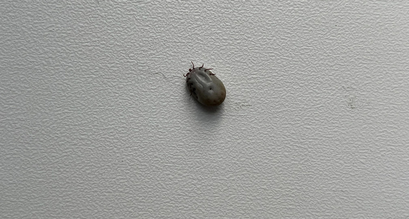 Клещи атакуют Вологодскую область: 12 тысяч укусов и скрытая угроза в каждом втором паразите